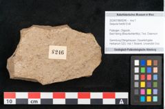Foto (Objekt + Etikett) von Sequoia hardtii Endl. (NHMW-GEO-2024-0188-8246)